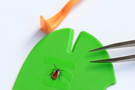 Proper and fast removal of a tick with a tick hook,tweezers or tick card