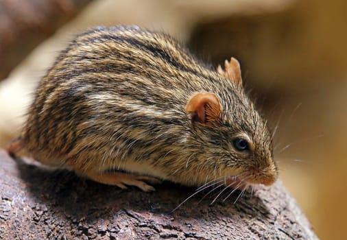 Multi-striped grass mouse Lemniscomys barbarus