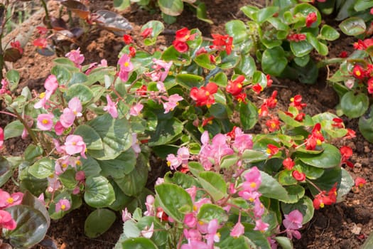 Red and pink flower with sun light, stock photo