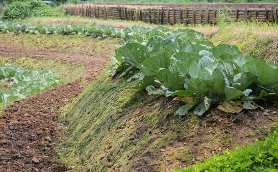 Fresh kale harvested on the organic garden, stock photo