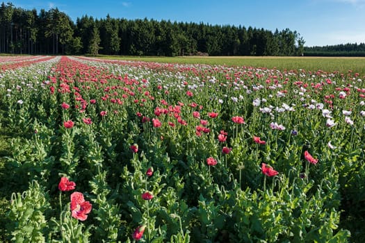 Flowering opium poppy (Papaver somniferum),Lower Austria,Austria,corrected variant