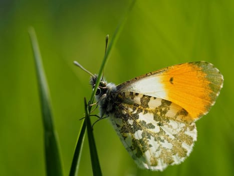 Orange tip