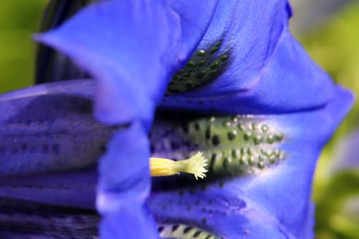 Macro image Blue gentian Gentiana acaulis