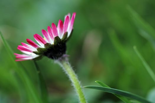 Close-up of a pink and white daisy in the grass