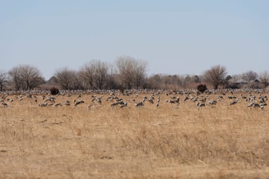 Large Group of Cranes in a Farm Field near Kearny, Nebraska in Spring