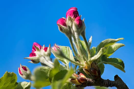 Apple blossom (Malus domestica),Austria