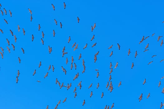 Looking up at Tornado of Cranes near Kearney, Nebraska in Spring