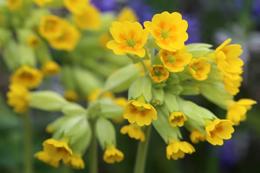 Inflorescence Keyflower or meadow primrose Primula veris in close-up