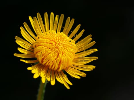 Dandelion blossom in the morning light
