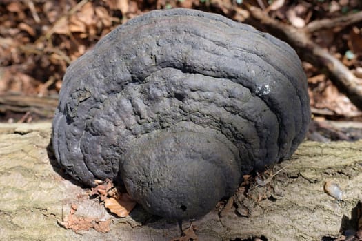 Tinder sponge - Fomes fomentarius in a macro image