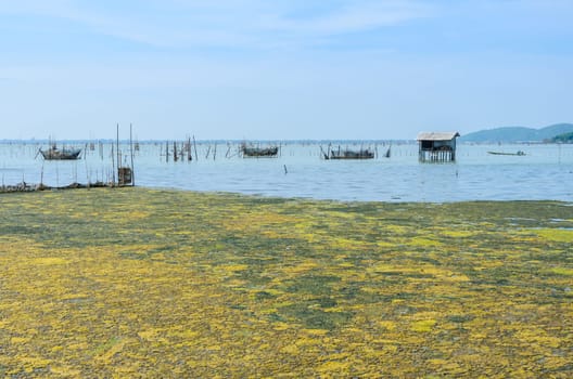 Algal bloom in a tropical ocean and marine fish farming, Thailand