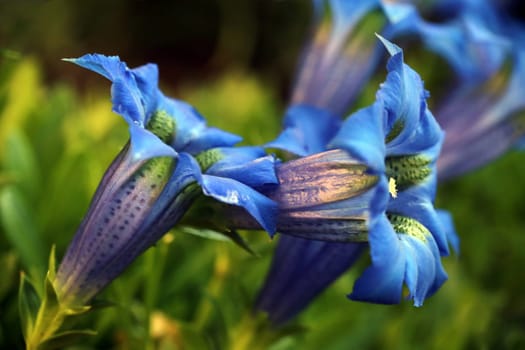 Flowering blue gentian Gentiana acaulis