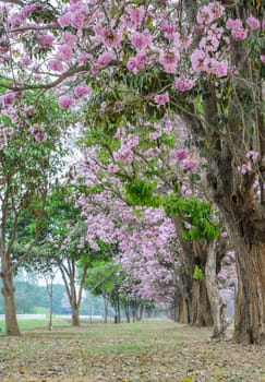 Beautiful view pink flower tree tunnel of Tabebuia or trumpet tree