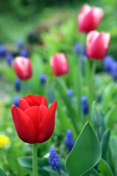 Red tulips bloom in the spring garden