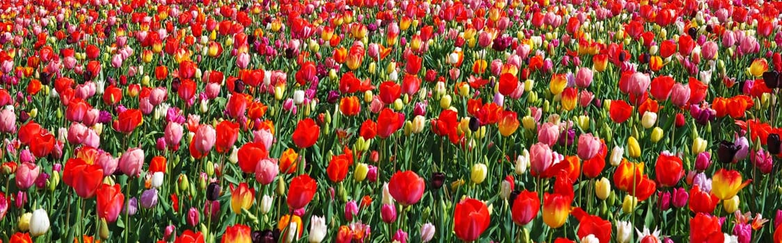 Beautiful landscape with blooming multicolored flowers. Spring outdoor scenery, panoramic view. Panorama of colorful tulips. Flower bed in park, Netherlands