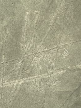 Nazca Lines dog geoglyph in Peru