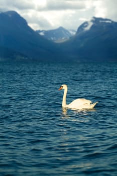 natural landscape at geirangerfjord . Norway mountain