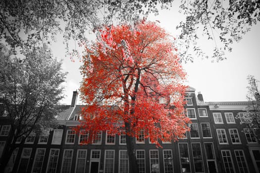Amsterdam. black and white photo with elements of red
