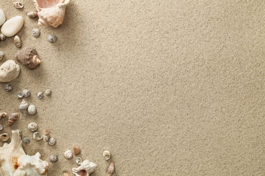 sandy beach background with shells. copy space. top view