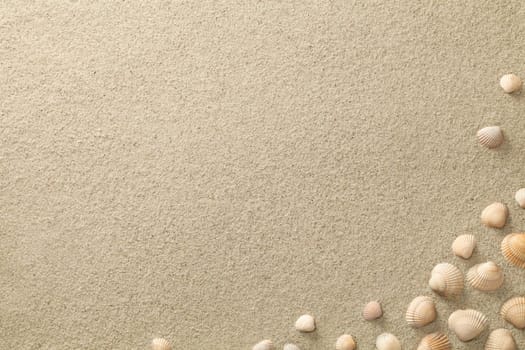 sandy beach background with shells. copy space. top view