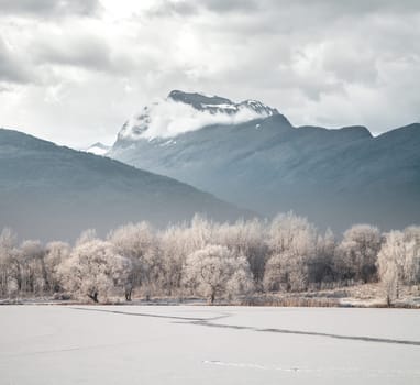 winter landscape forest mountains in the background