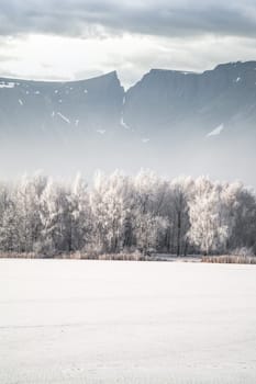 winter landscape forest mountains in the background