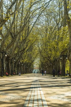 PONTE DE LIMA, PORTUGAL - CIRCA APRIL 2018:  Tree lined walk along the Lima River at Alameda dos Platanos.