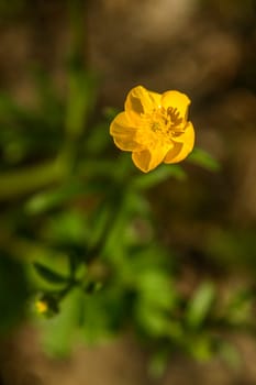 butter cups in blury background, France