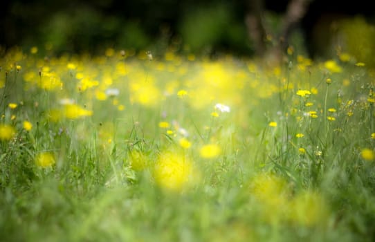 Yellow flowers in a meadow natural summer background. Defocused creative nature background.