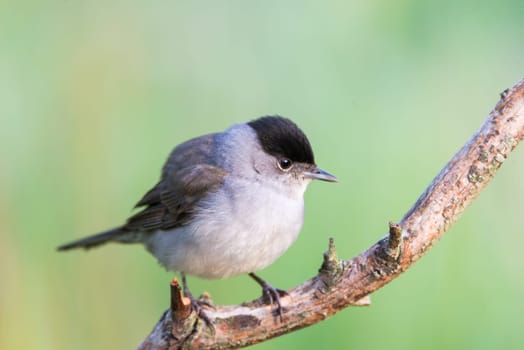 Sylvia atricapilla or curruca capirotada on green background