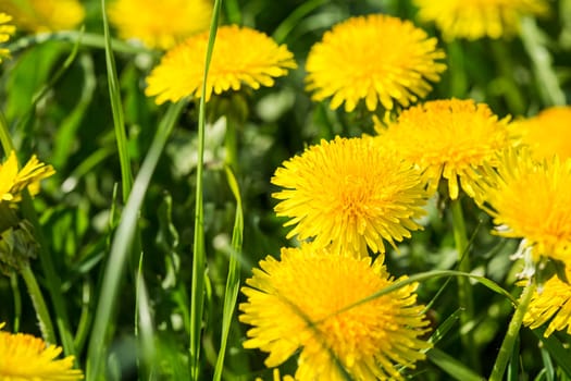 Dandelion