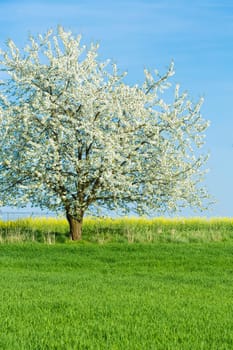 blossoming cherry tree