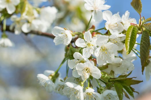 Cherry blossom