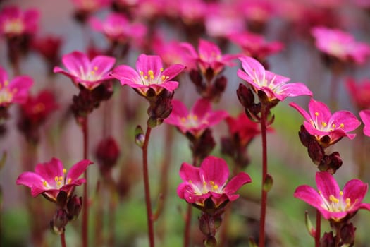 Red-flowered stone crush Saxifraga