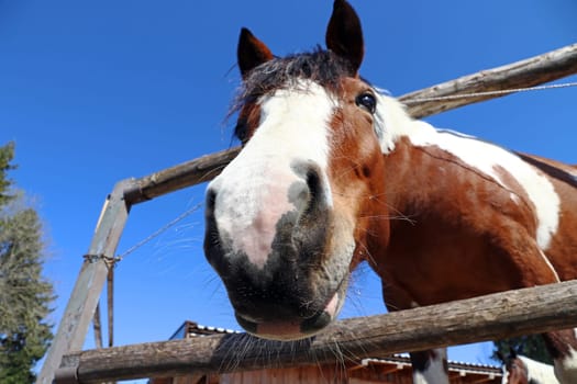 Wide-angle shot of the head of a brown-and-white horse. The head of a horse