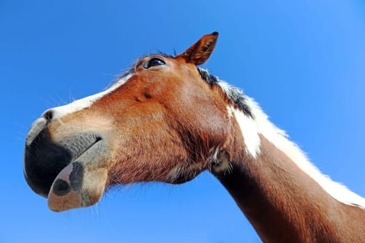 Wide-angle shot of the head of a brown-and-white horse. The head of a horse