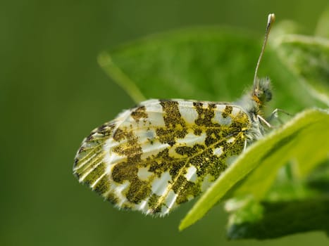 Aurora Butterfly - Female