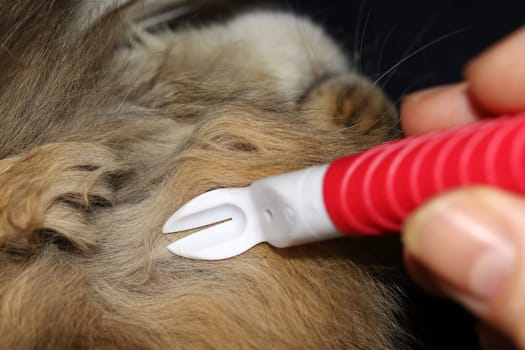 Searching and removing ticks and vermin in a cat's fur