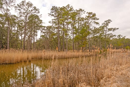 Longleaf Pine along a Coastal Bayou in the Santee Coastal Reserve in South Carolina