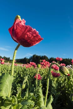 Flowering opium poppy (Papaver somniferum),Lower Austria,Austria