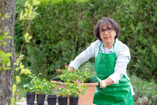 woman potting geranium flowers, outdoors