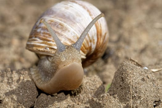 Vineyard snail in the garden