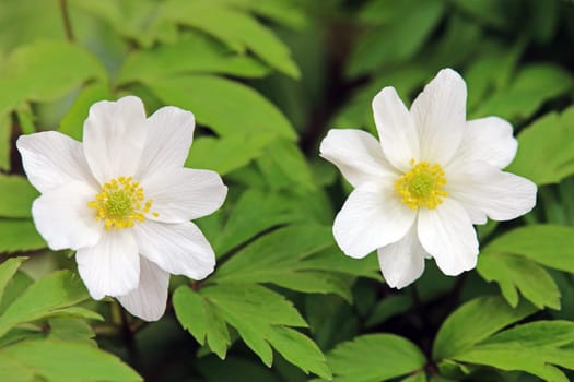 Two flowers of the bush anemone nemorosa in close-up view