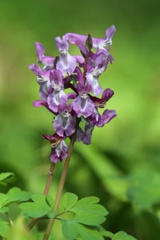 Macro image Hollow lark spur Corydalis cava