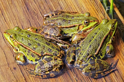 A pond frog trio warms up in the spring sun