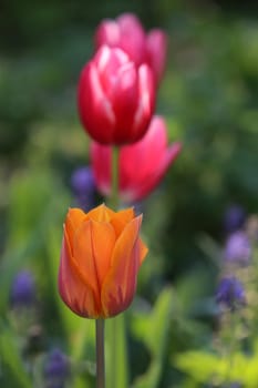 Tulip in orange