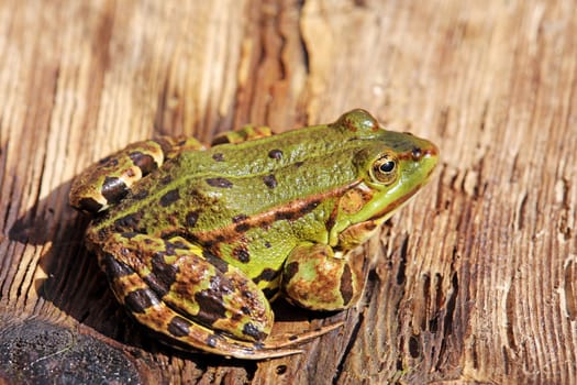 Pond frog sunbathes on wooden board at the pond