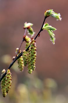 Female flower kittens of hornbeam Carpinus betulus