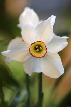 White-flowered poet daffodils Narcissus poeticus