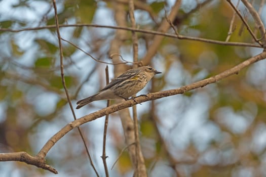 Female Yellow Rumped Warbler in the Forest of Congaree National Park in South Carolina